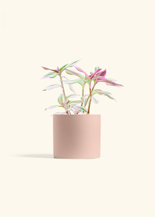 Tradescantia Nanouk in a 6 inches Pink Classic Cylinder Planter 