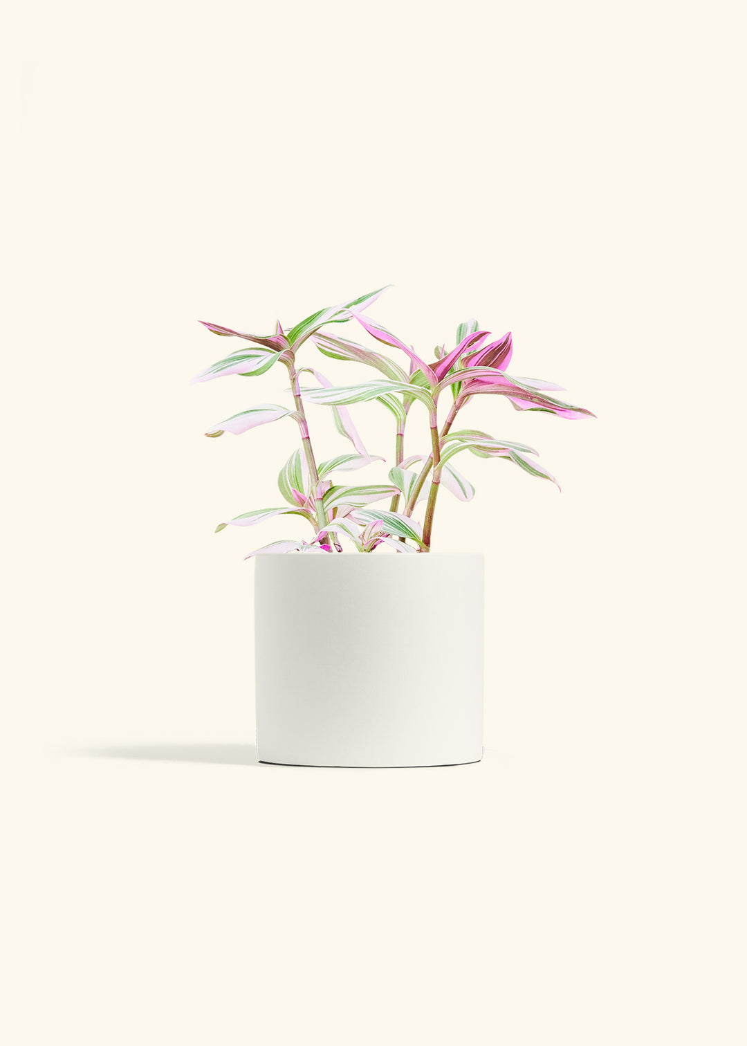 Tradescantia Nanouk in a 6 inches White Classic Cylinder Planter 