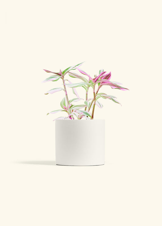 Tradescantia Nanouk in a 6 inches White Classic Cylinder Planter 