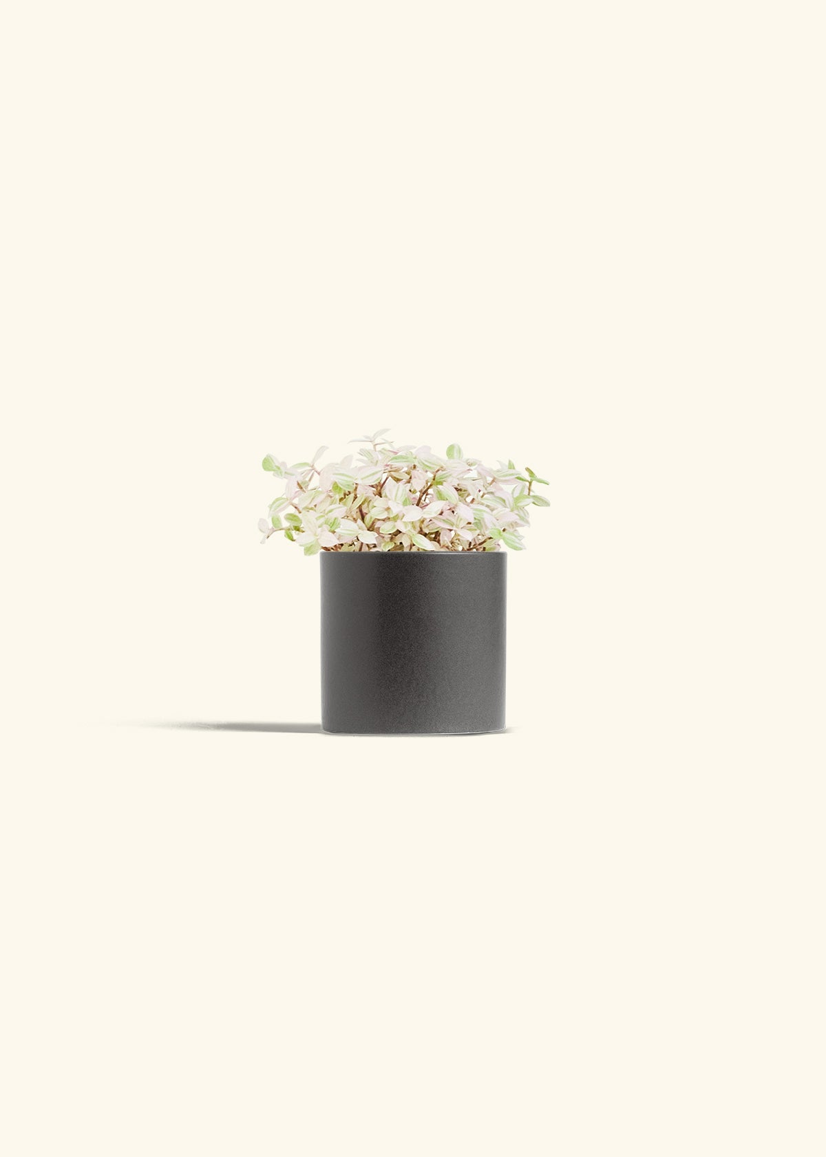 Pink Panther Tradescantia in a 4 inches Charcoal Classic Cylinder Planter 