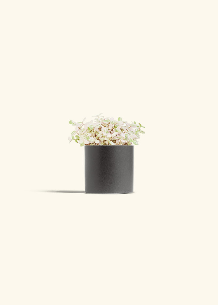 Pink Panther Tradescantia in a 4 inches Charcoal Classic Cylinder Planter 