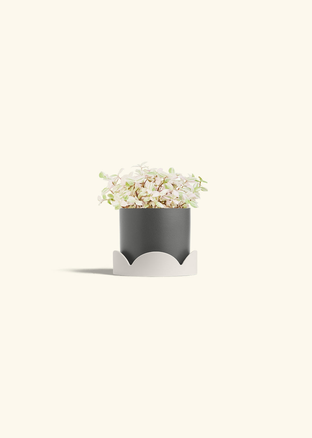 Pink Panther Tradescantia in a 4 inches Charcoal Classic Cylinder Planter in a Oat Petal Drip Tray