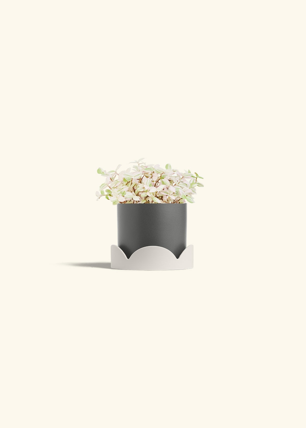 Pink Panther Tradescantia in a 4 inches Charcoal Classic Cylinder Planter in a Oat Petal Drip Tray