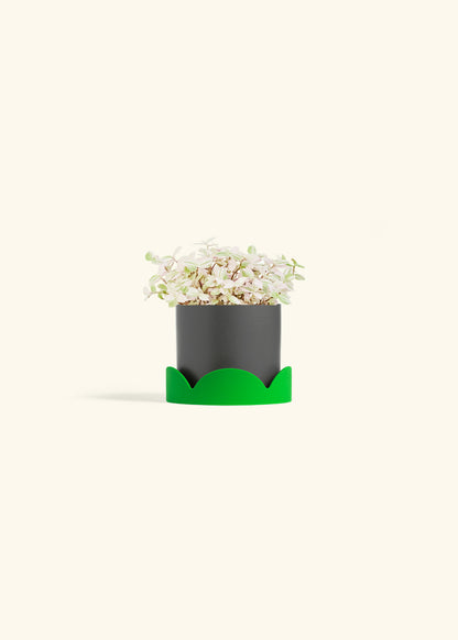 Pink Panther Tradescantia in a 4 inches Charcoal Classic Cylinder Planter in a Shamrock Petal Drip Tray