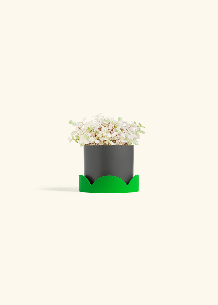 Pink Panther Tradescantia in a 4 inches Charcoal Classic Cylinder Planter in a Shamrock Petal Drip Tray