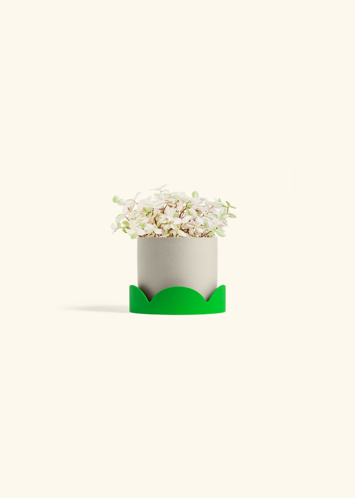 Pink Panther Tradescantia in a 4 inches Oat Classic Cylinder Planter in a Shamrock Petal Drip Tray