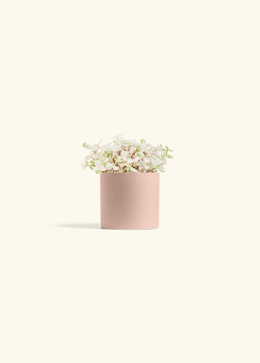 Pink Panther Tradescantia in a 4 inches Pink Classic Cylinder Planter 