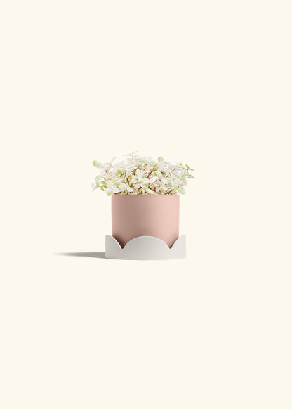 Pink Panther Tradescantia in a 4 inches Pink Classic Cylinder Planter in a Oat Petal Drip Tray