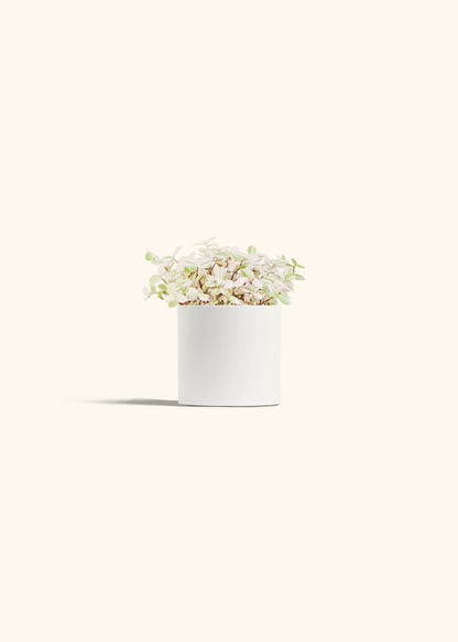 Pink Panther Tradescantia in a 4 inches White Classic Cylinder Planter 