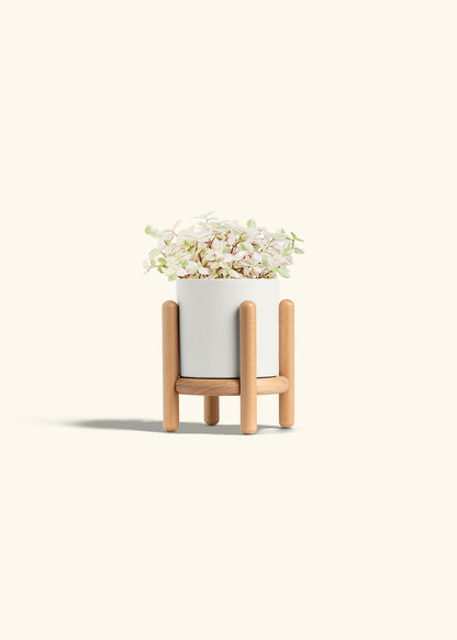 Pink Panther Tradescantia in a 4 inches White Classic Cylinder Planter in a Beech Wood Stand