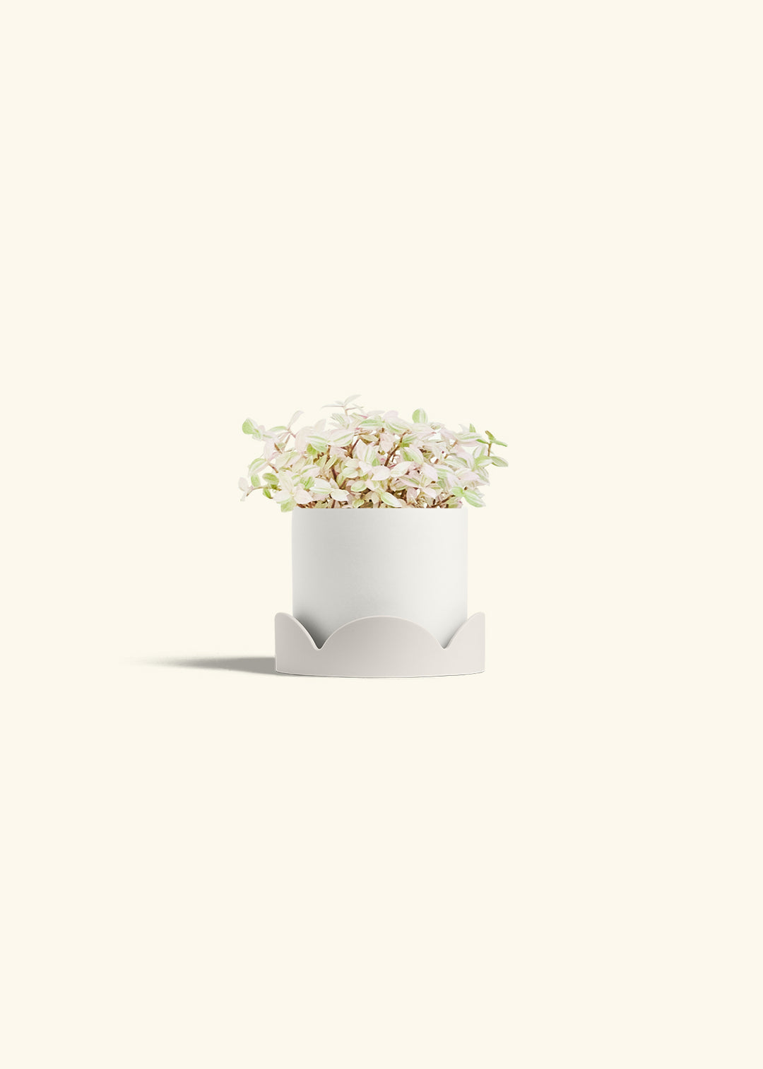 Pink Panther Tradescantia in a 4 inches White Classic Cylinder Planter in a Oat Petal Drip Tray