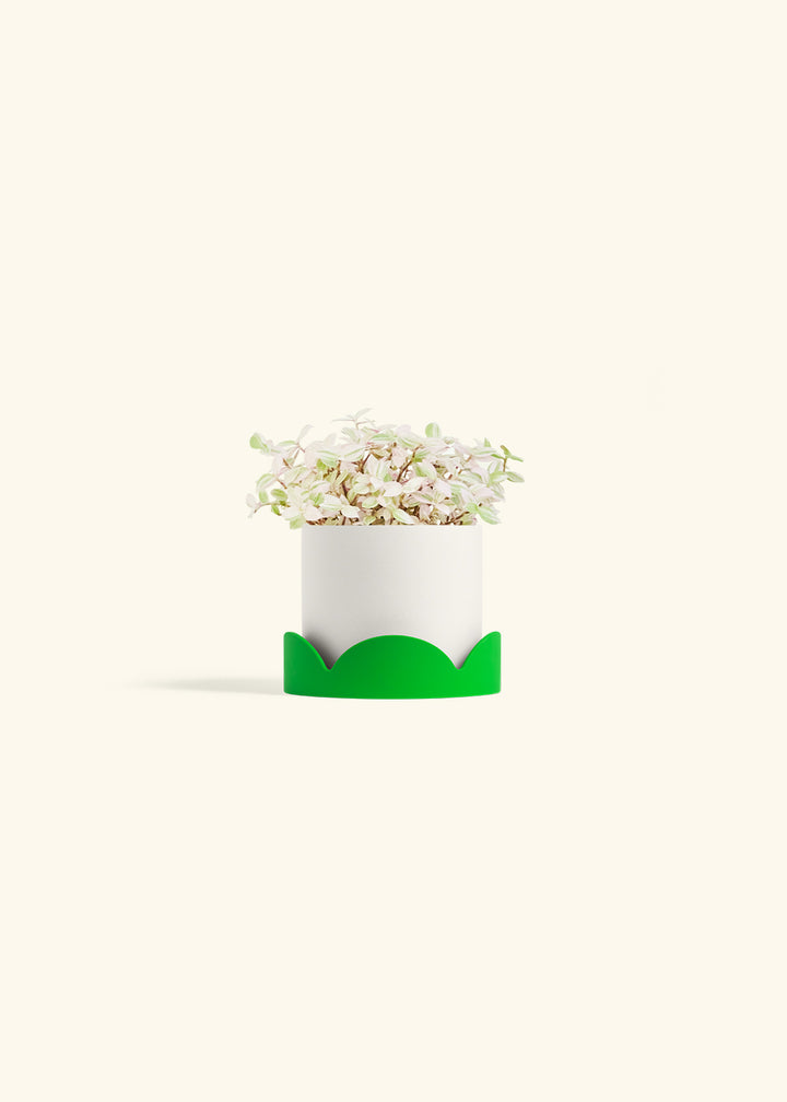 Pink Panther Tradescantia in a 4 inches White Classic Cylinder Planter in a Shamrock Petal Drip Tray