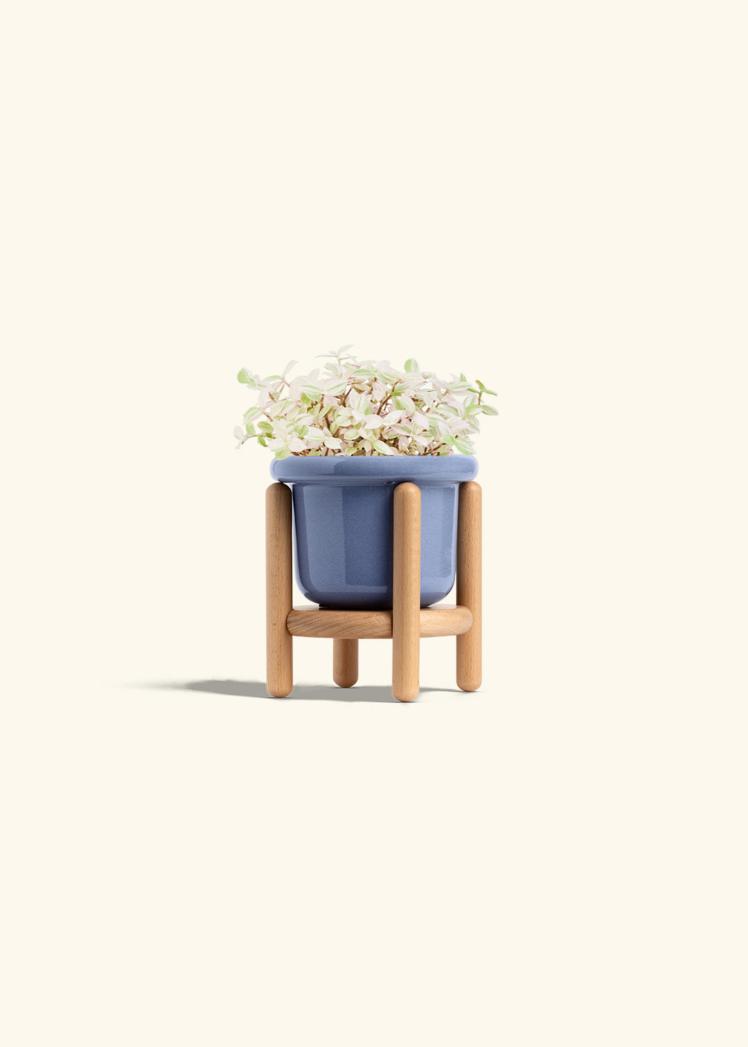 Pink Panther Tradescantia in a 4 inches Fat Lip Blue Planter in a Beech Wood Stand