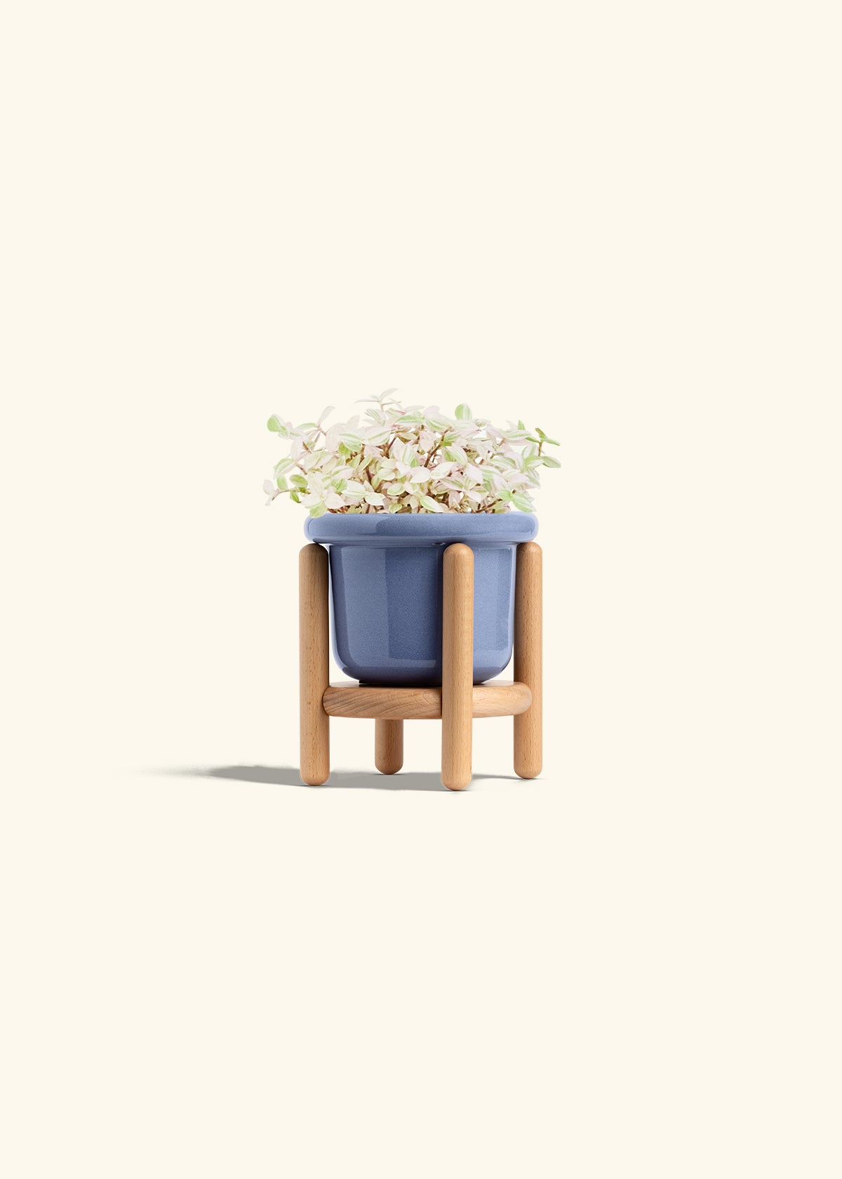 Pink Panther Tradescantia in a 4 inches Fat Lip Blue Planter in a Beech Wood Stand