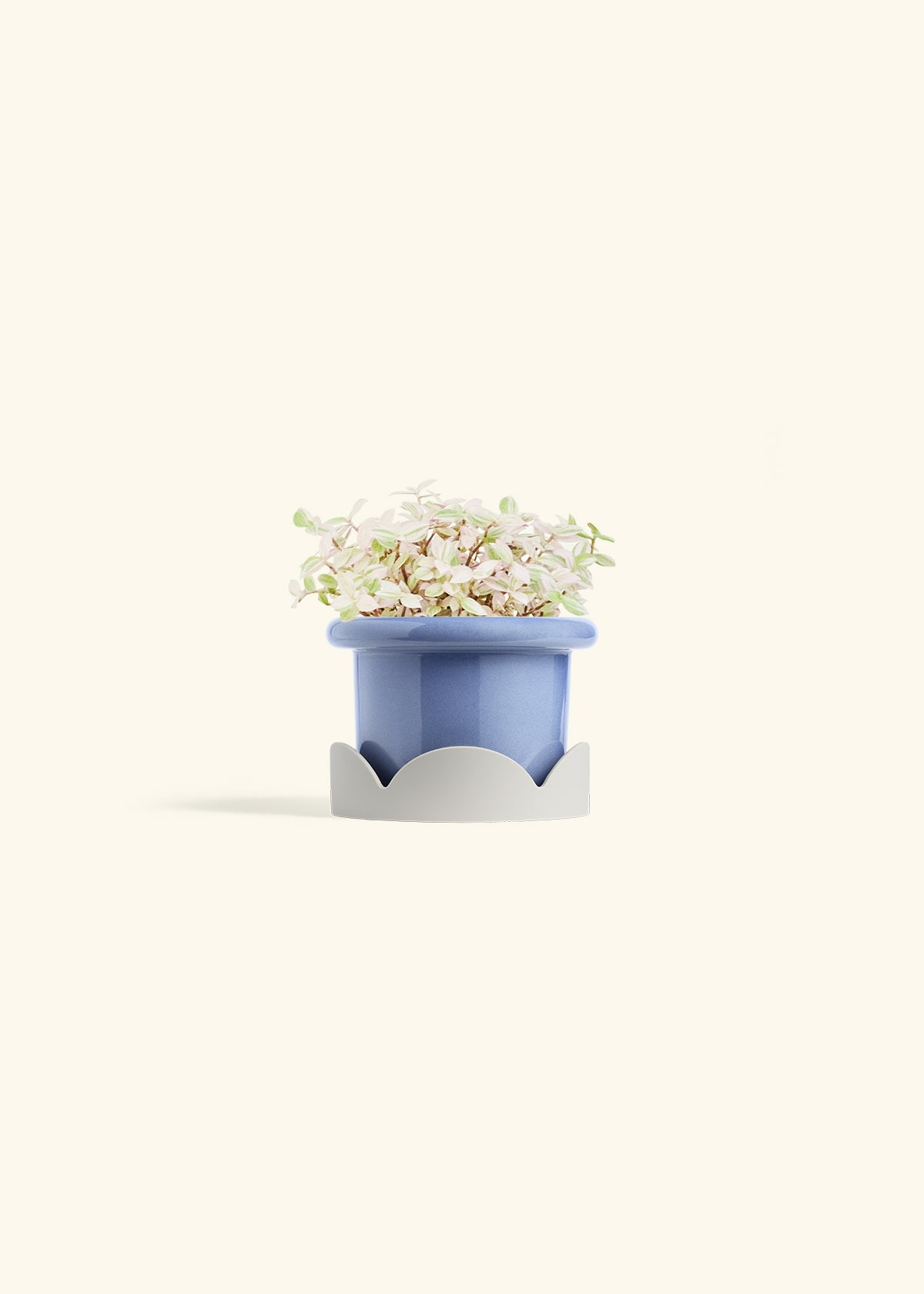 Pink Panther Tradescantia in a 4 inches Fat Lip Blue Planter in a Oat Petal Drip Tray