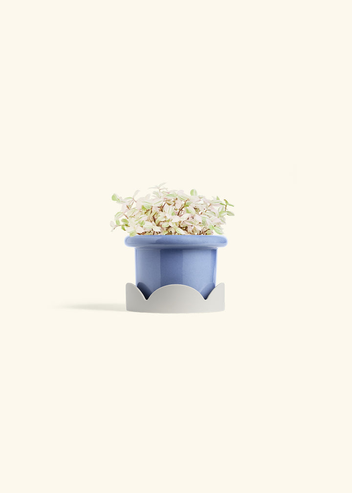 Pink Panther Tradescantia in a 4 inches Fat Lip Blue Planter in a Oat Petal Drip Tray