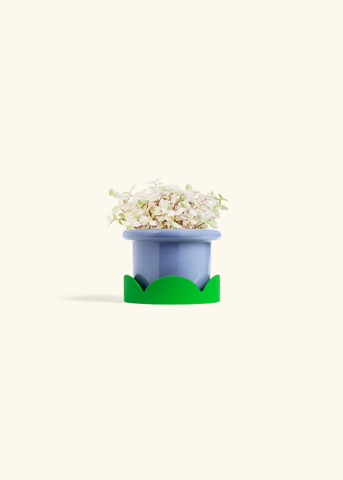 Pink Panther Tradescantia in a 4 inches Fat Lip Blue Planter in a Shamrock Petal Drip Tray