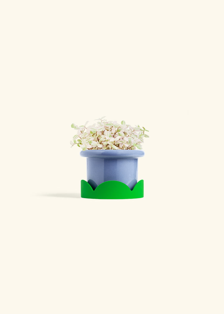 Pink Panther Tradescantia in a 4 inches Fat Lip Blue Planter in a Shamrock Petal Drip Tray