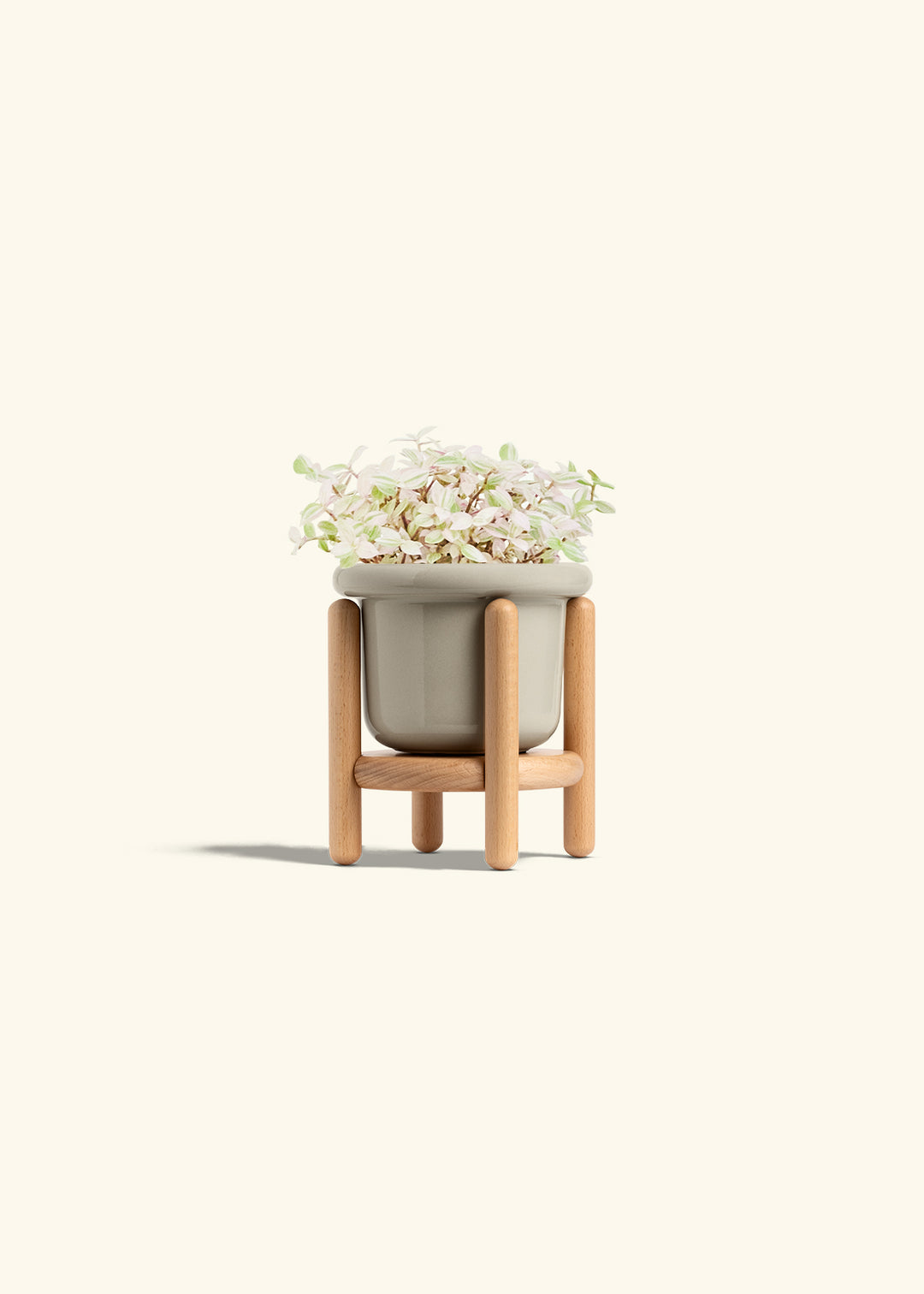 Pink Panther Tradescantia in a 4 inches Fat Lip Oat Planter in a Beech Wood Stand