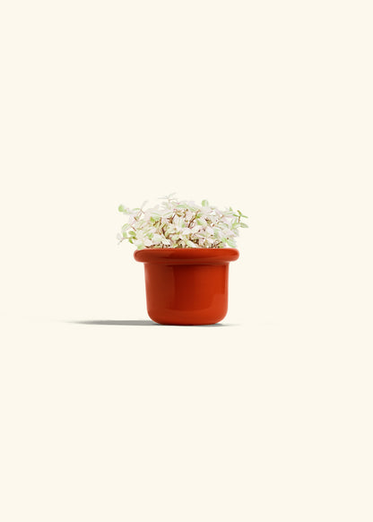 Pink Panther Tradescantia in a 4 inches Fat Lip Red Planter 