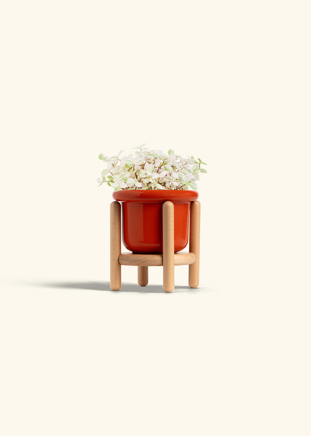 Pink Panther Tradescantia in a 4 inches Fat Lip Red Planter in a Beech Wood Stand