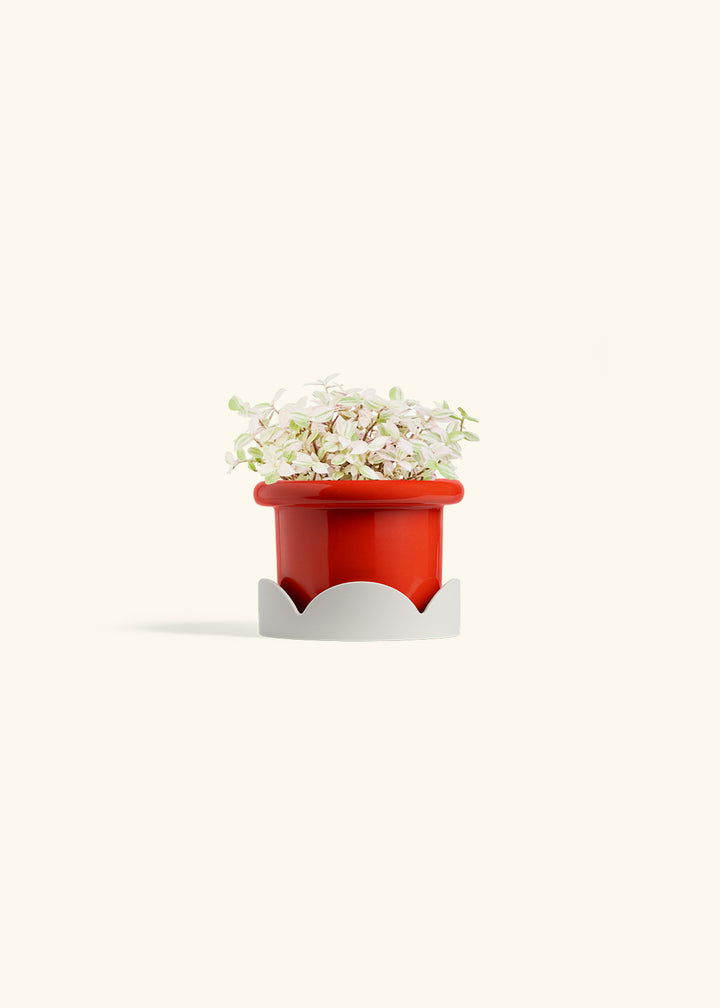 Pink Panther Tradescantia in a 4 inches Fat Lip Red Planter in a Oat Petal Drip Tray