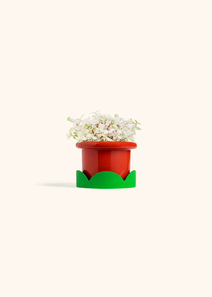 Pink Panther Tradescantia in a 4 inches Fat Lip Red Planter in a Shamrock Petal Drip Tray
