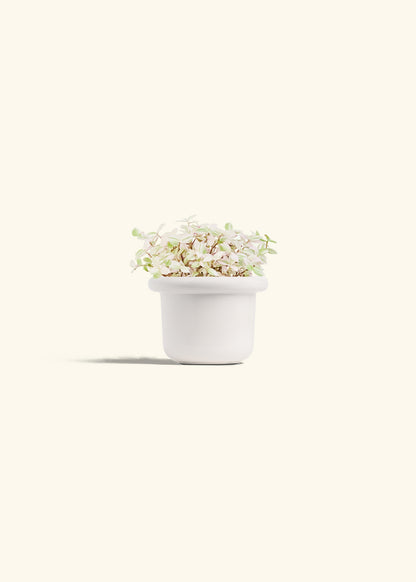 Pink Panther Tradescantia in a 4 inches Fat Lip White Planter 