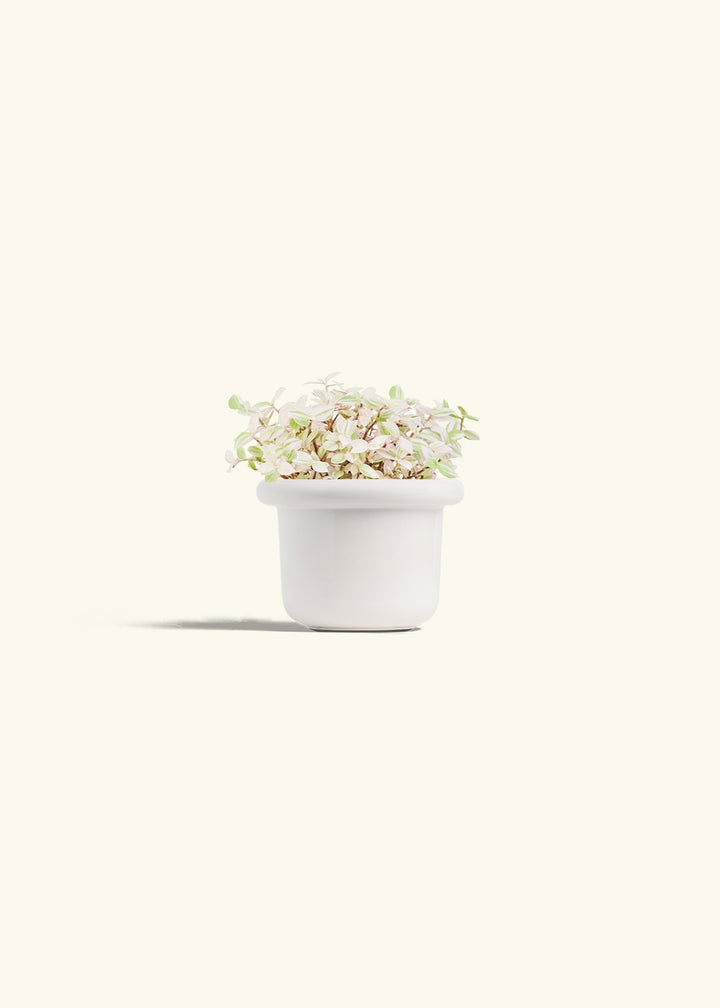 Pink Panther Tradescantia in a 4 inches Fat Lip White Planter 
