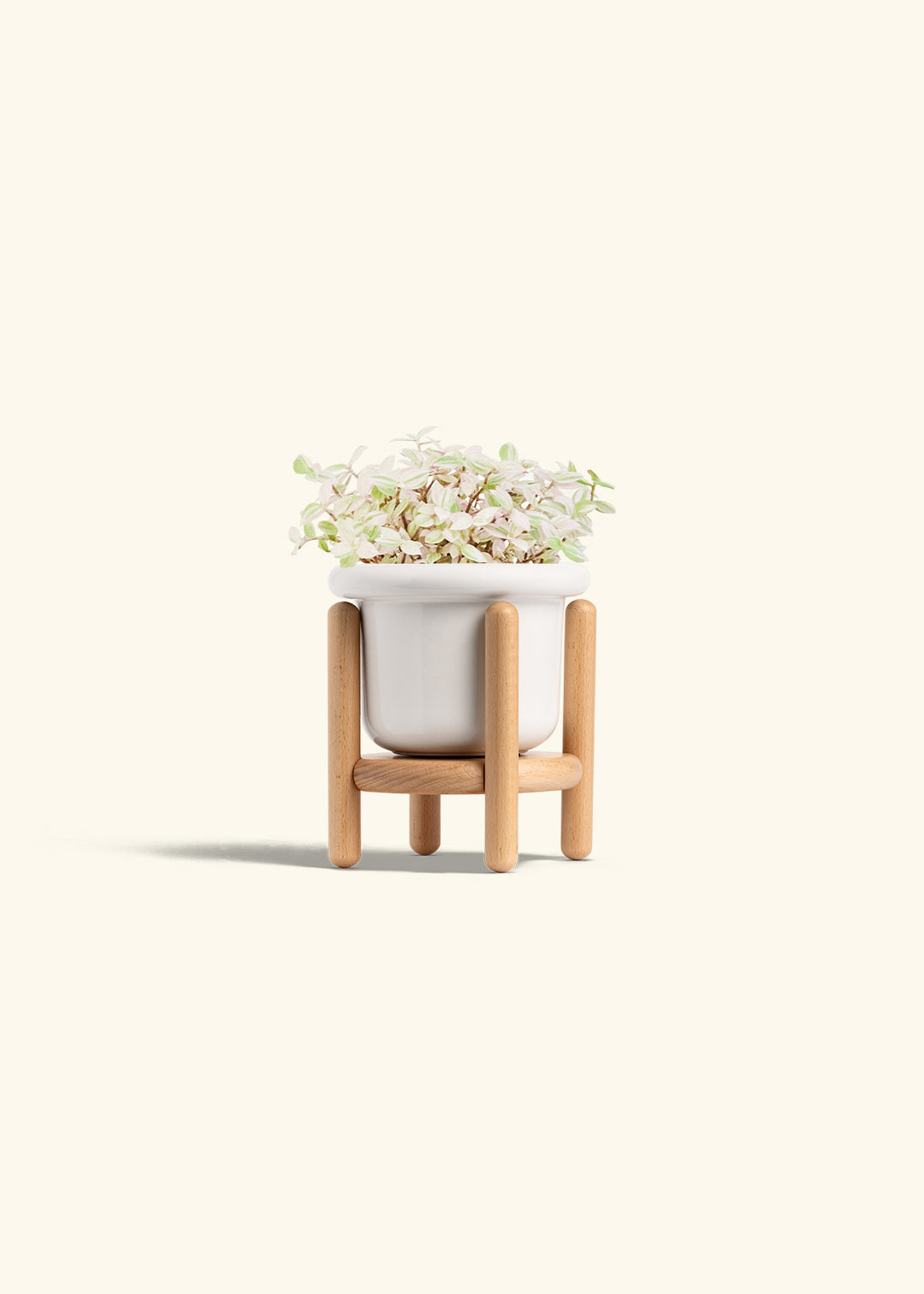 Pink Panther Tradescantia in a 4 inches Fat Lip White Planter in a Beech Wood Stand
