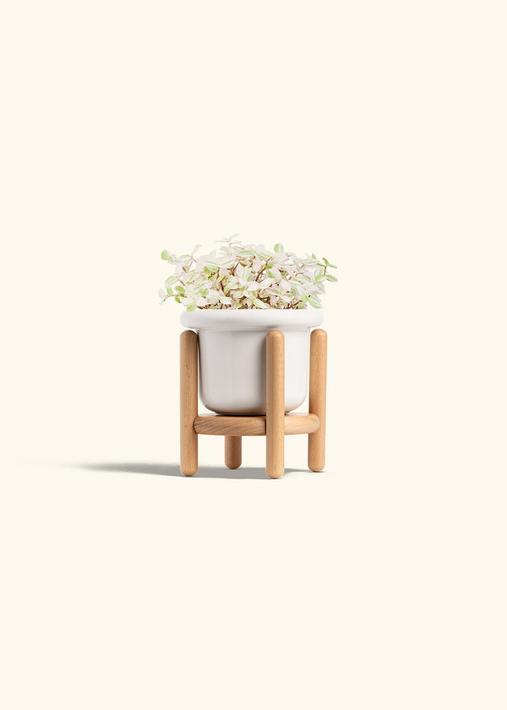 Pink Panther Tradescantia in a 4 inches Fat Lip White Planter in a Beech Wood Stand