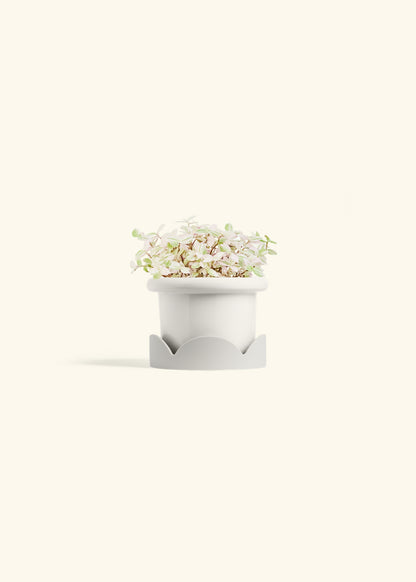Pink Panther Tradescantia in a 4 inches Fat Lip White Planter in a Oat Petal Drip Tray