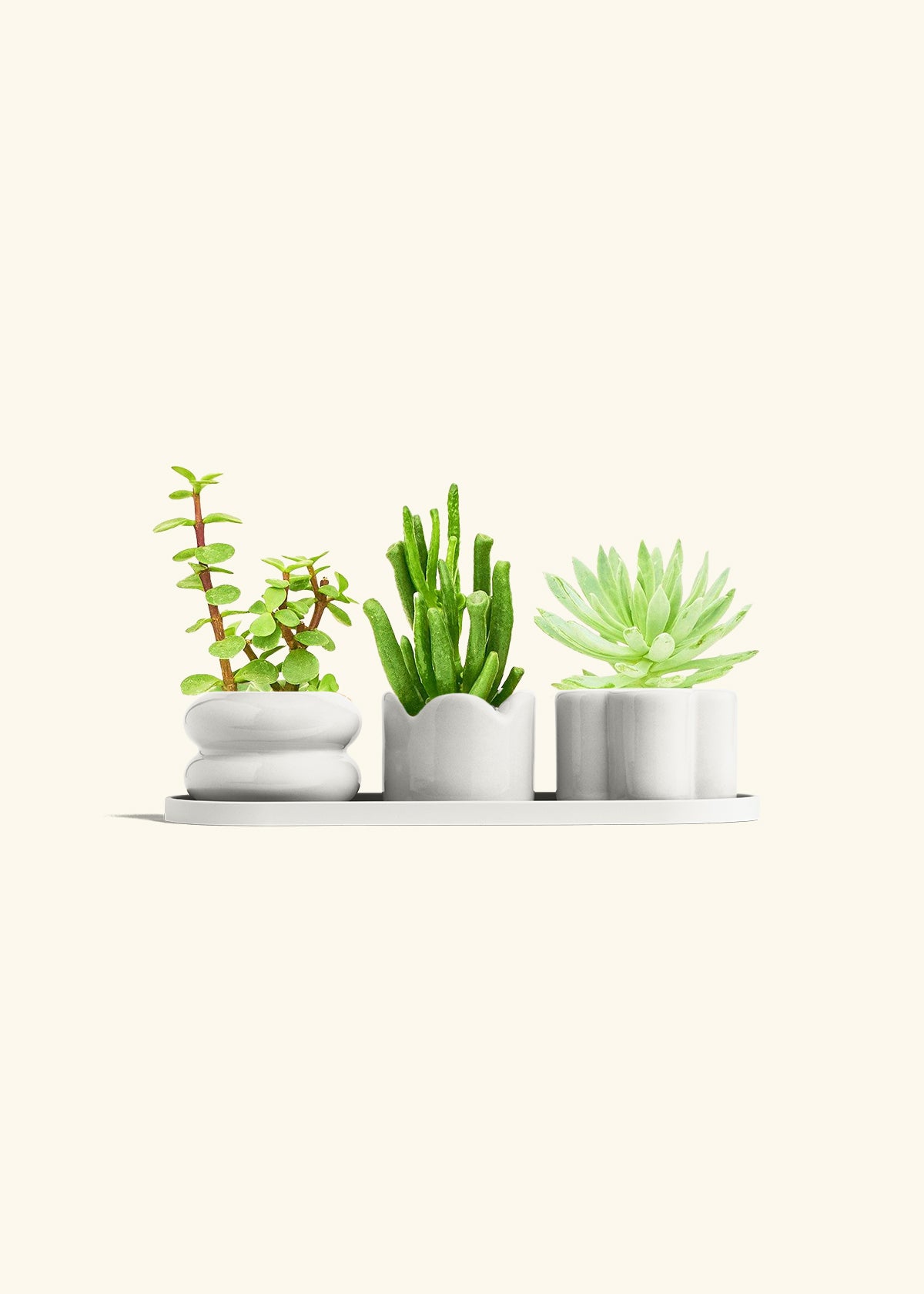 Baby Succulent Trio