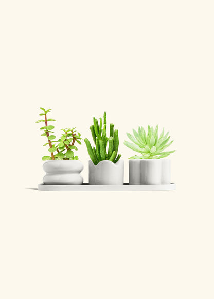 Baby Succulent Trio