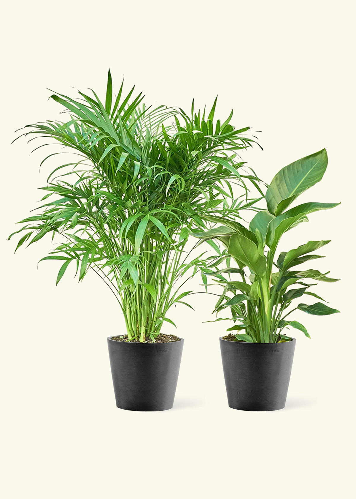 Tropical Duo - Large White Bird of Paradise and Cat Palm in a black pot.