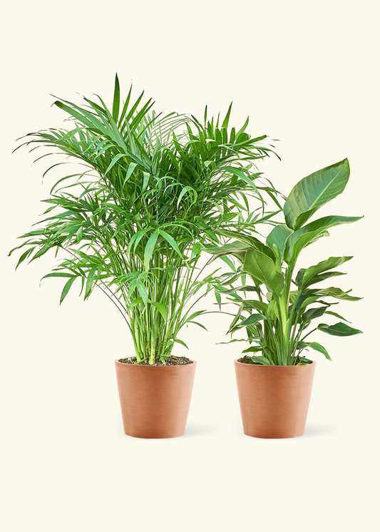 Tropical Duo - Large White Bird of Paradise and Cat Palm in a terracotta pot.