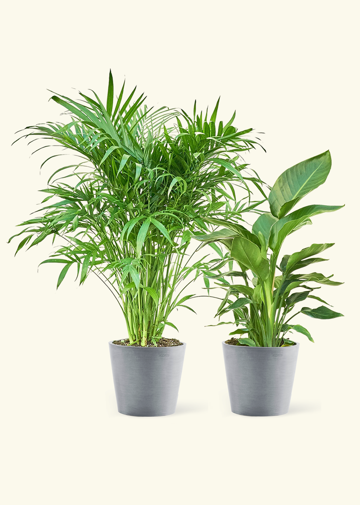 Tropical Duo - Large White Bird of Paradise and Cat Palm in a gray stone pot.
