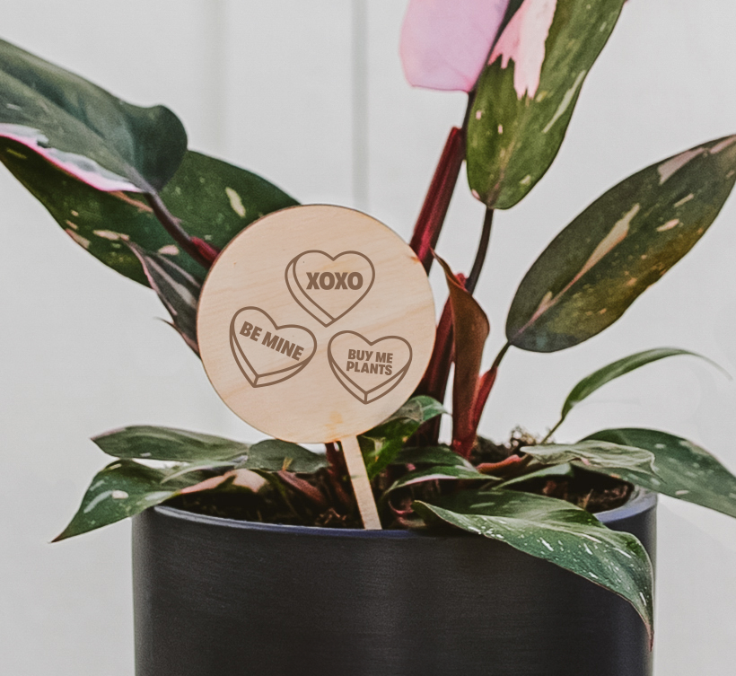 Valentine's Day Plant Pick