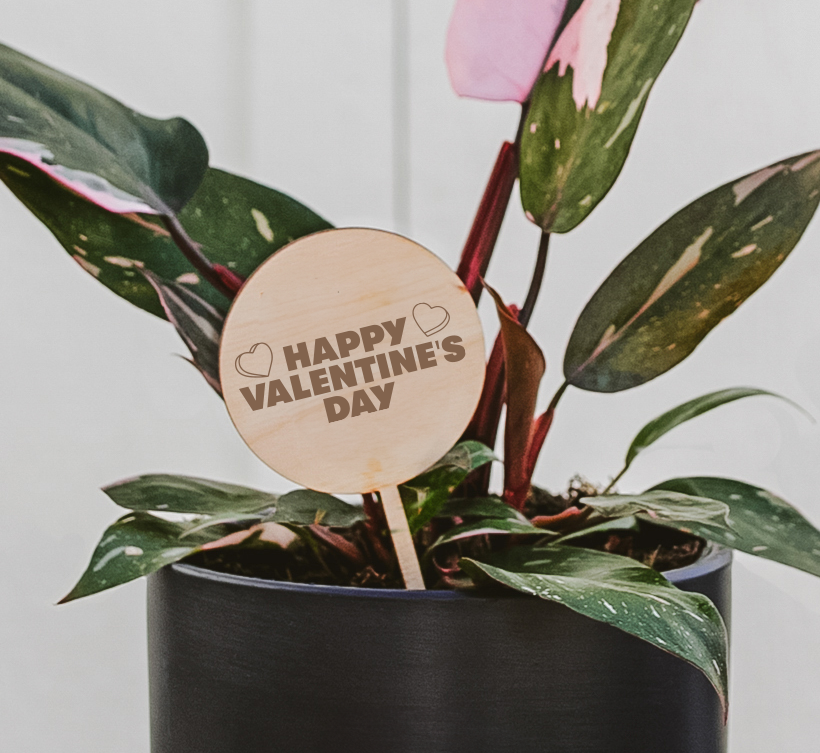 Valentine's Day Plant Pick