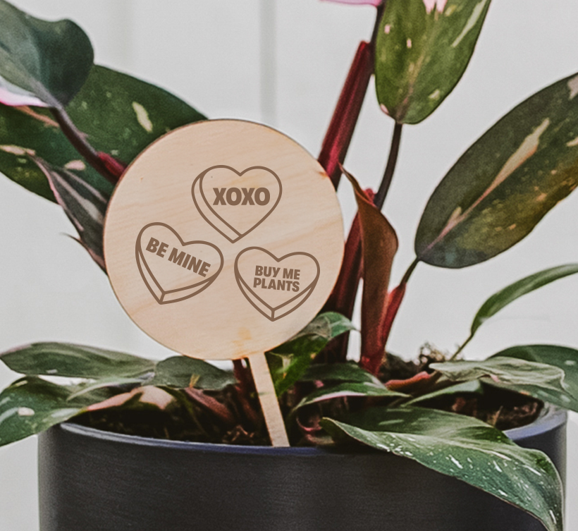Valentine's Day Plant Pick