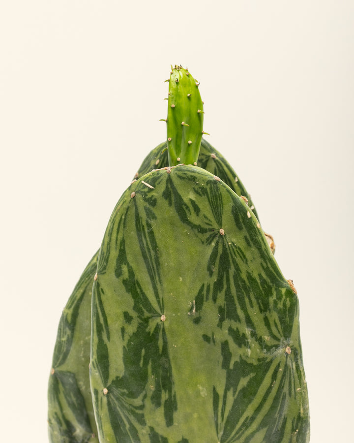 Variegated Prickly Pear Cactus