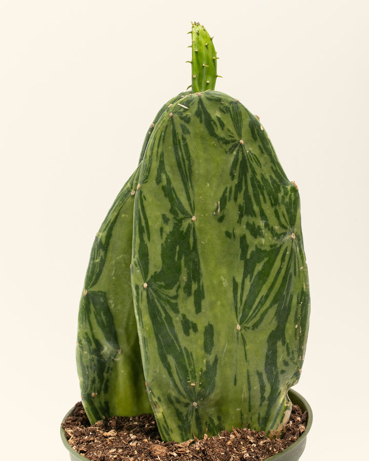 Variegated Prickly Pear Cactus