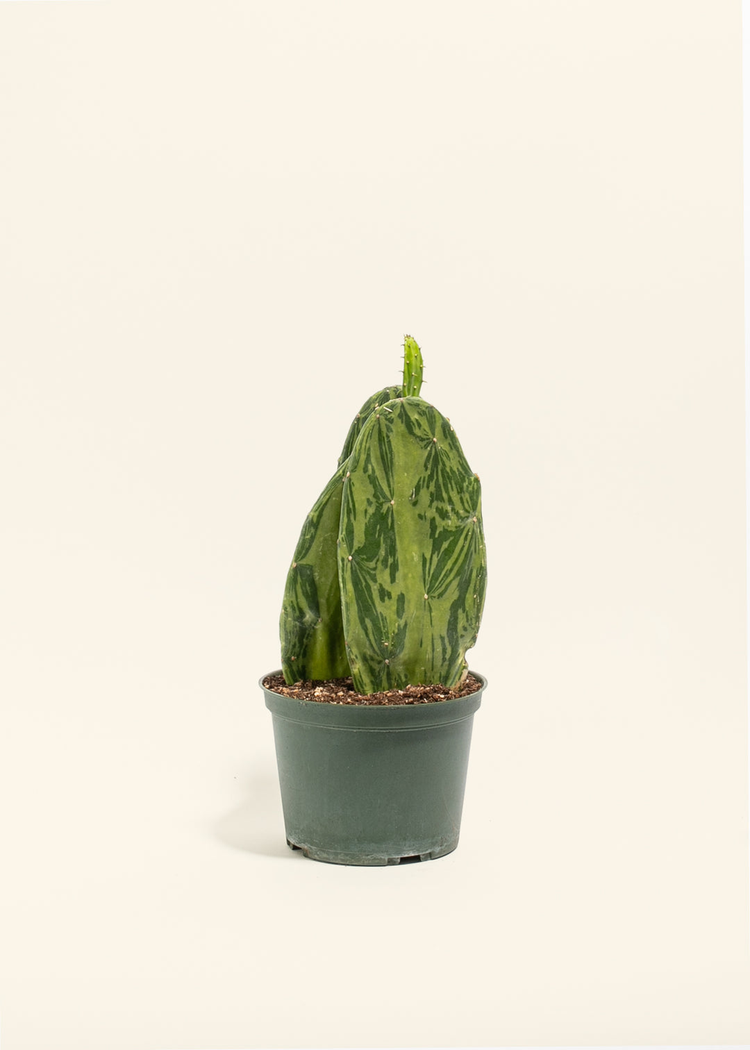 Variegated Prickly Pear Cactus