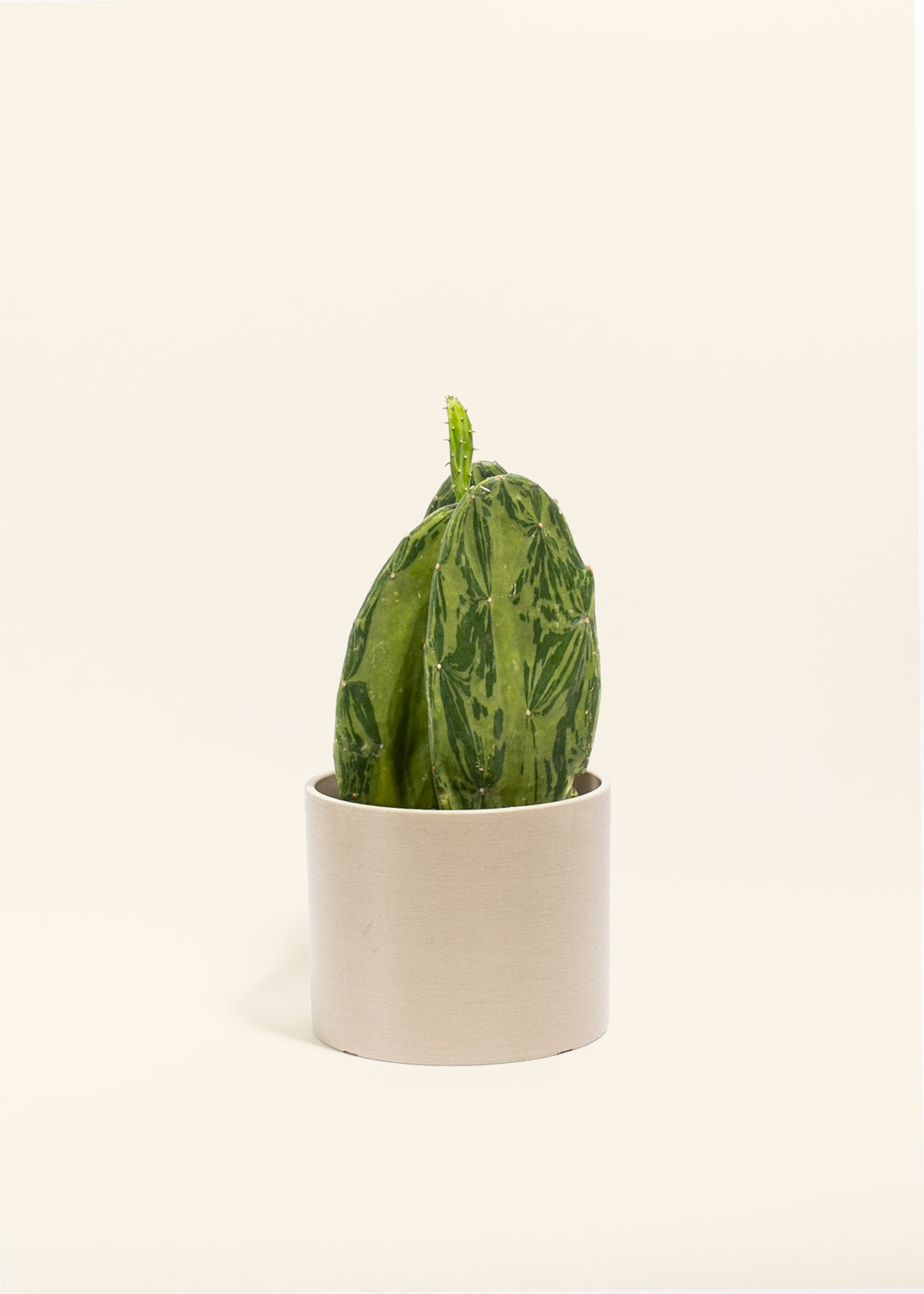Variegated Prickly Pear Cactus