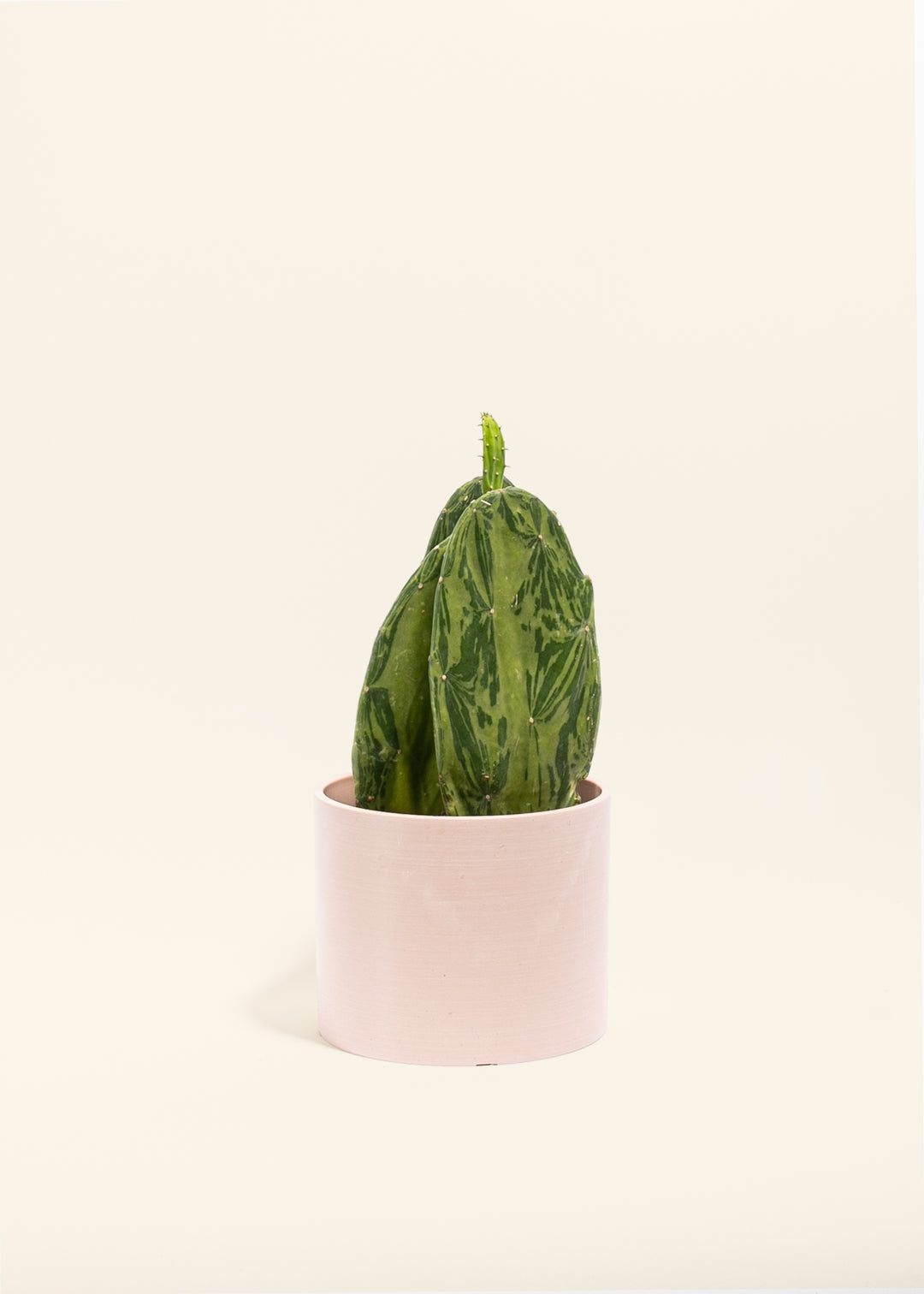 Variegated Prickly Pear Cactus