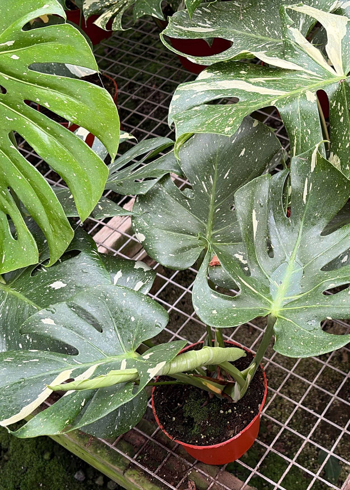 Monstera Thai Constellation
