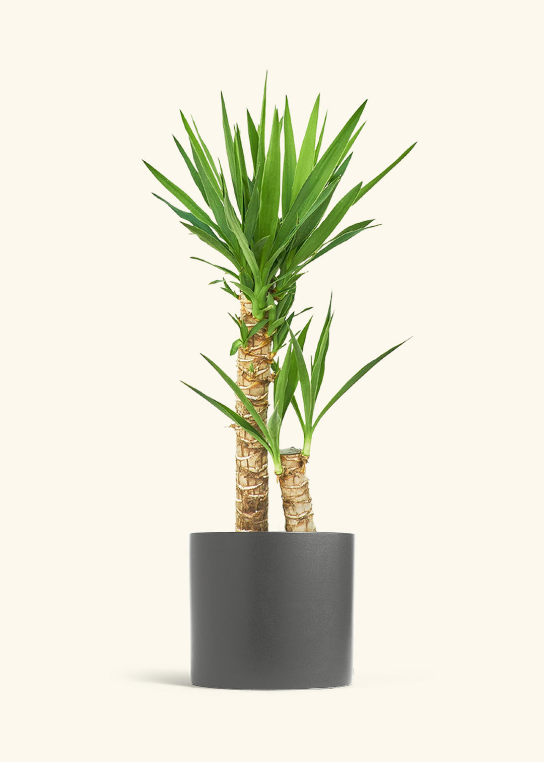 Yucca Cane in a 10 inches Charcoal Classic Cylinder Planter 