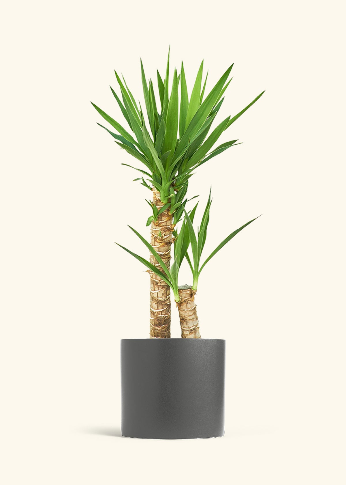 Yucca Cane in a 10 inches Charcoal Classic Cylinder Planter 