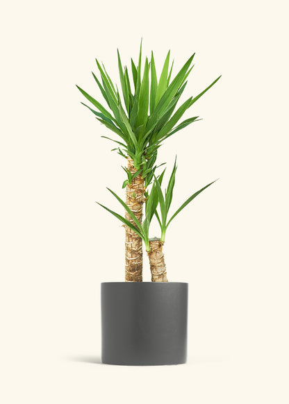 Yucca Cane in a 10 inches Charcoal Classic Cylinder Planter 