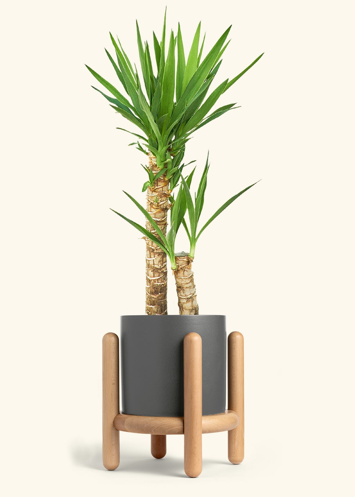 Yucca Cane in a 10 inches Charcoal Classic Cylinder Planter in a Beech Wood Stand